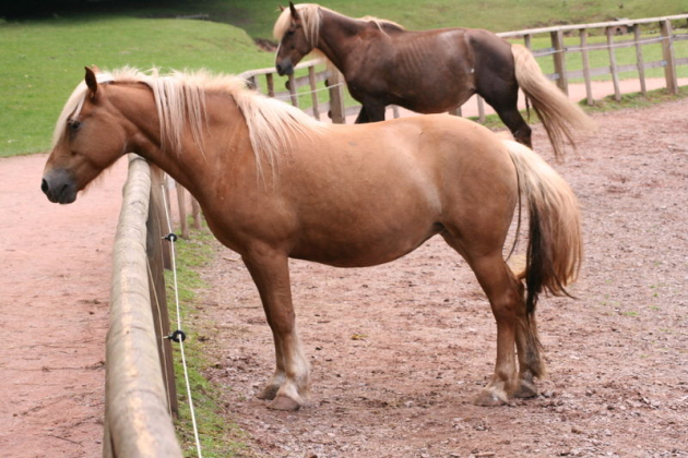 palomino