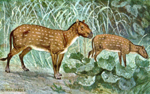 Hyracotherium oder auch Eohippus