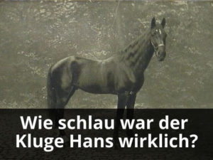 Wie schlau war der Kluge Hans wirklich?