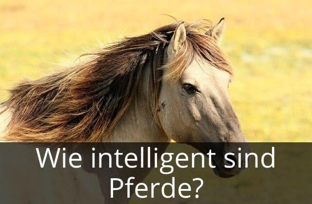 Wie intelligent sind Pferde?