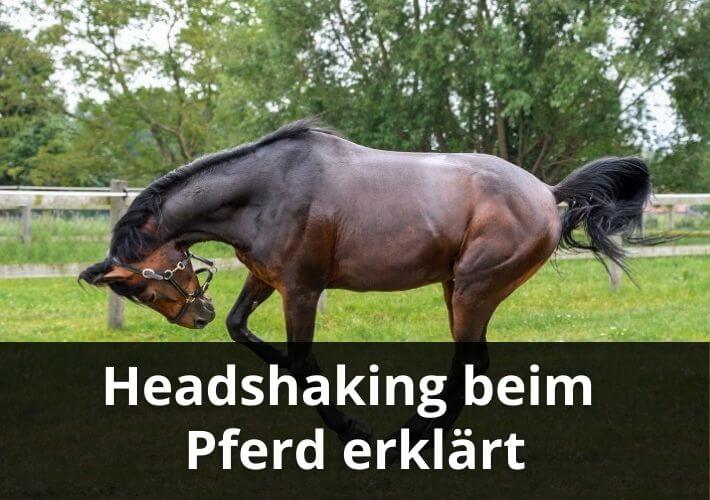 headshaking beim pferd erklärt