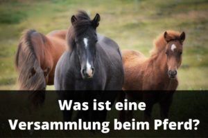 Versammlung beim Pferd erklärt