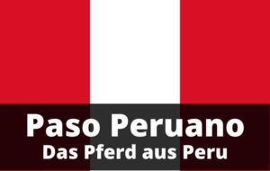 Paso Peruano - Das Pferd aus Peru